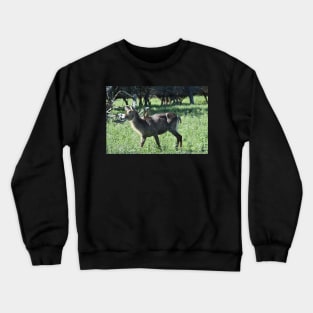 Waterbuck Crewneck Sweatshirt